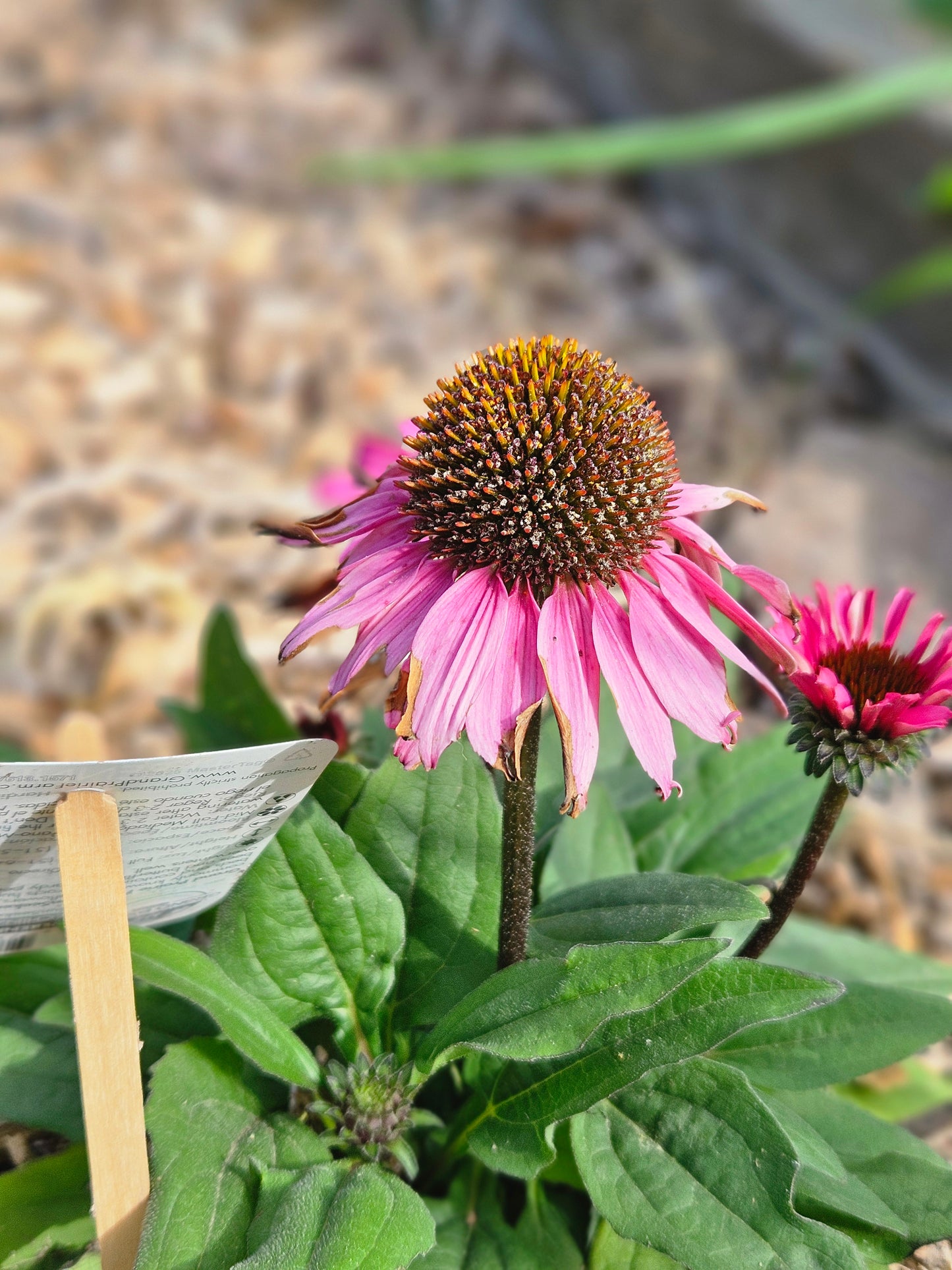 Echinacea Tincture