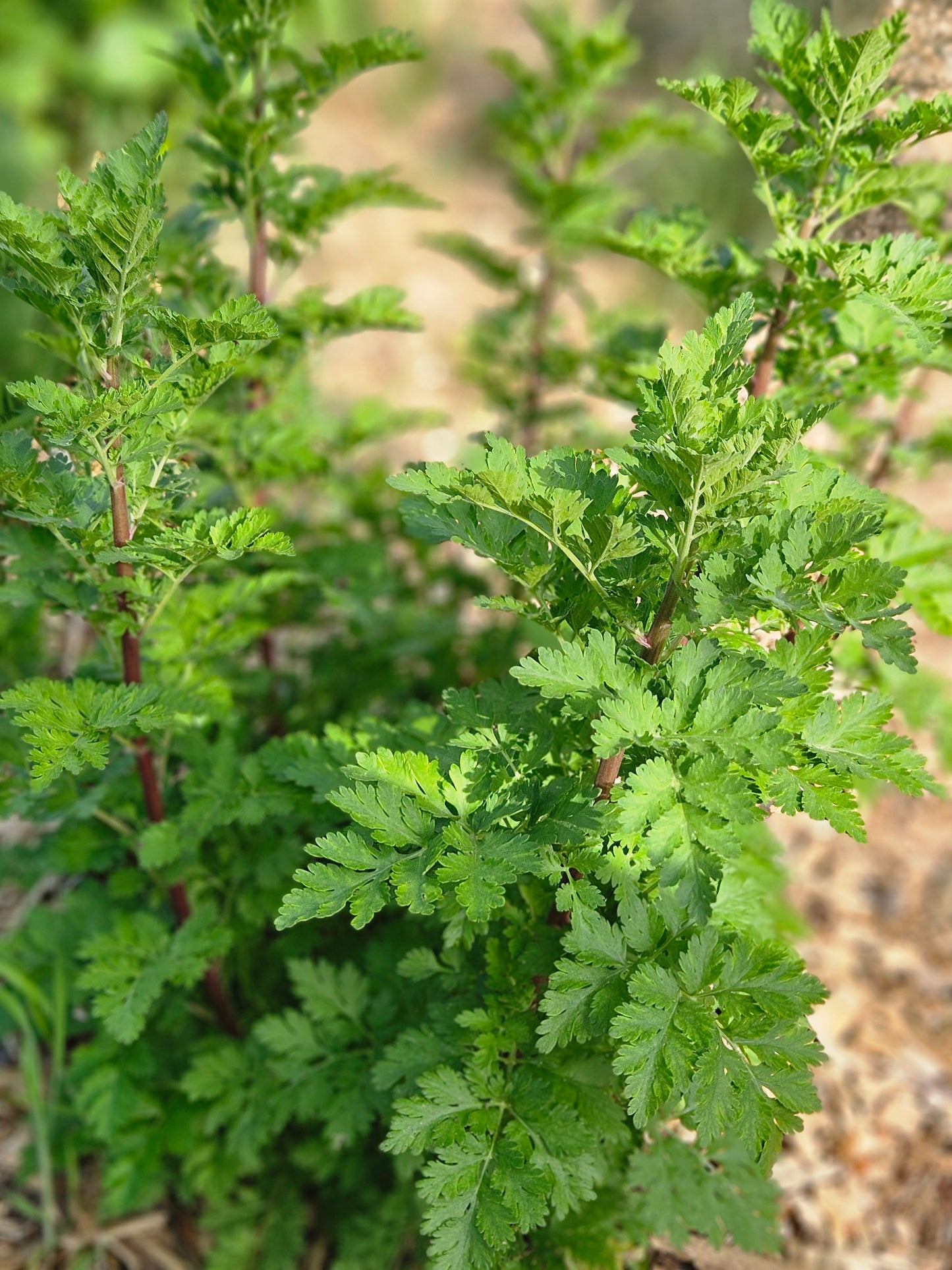 Feverfew Tincture